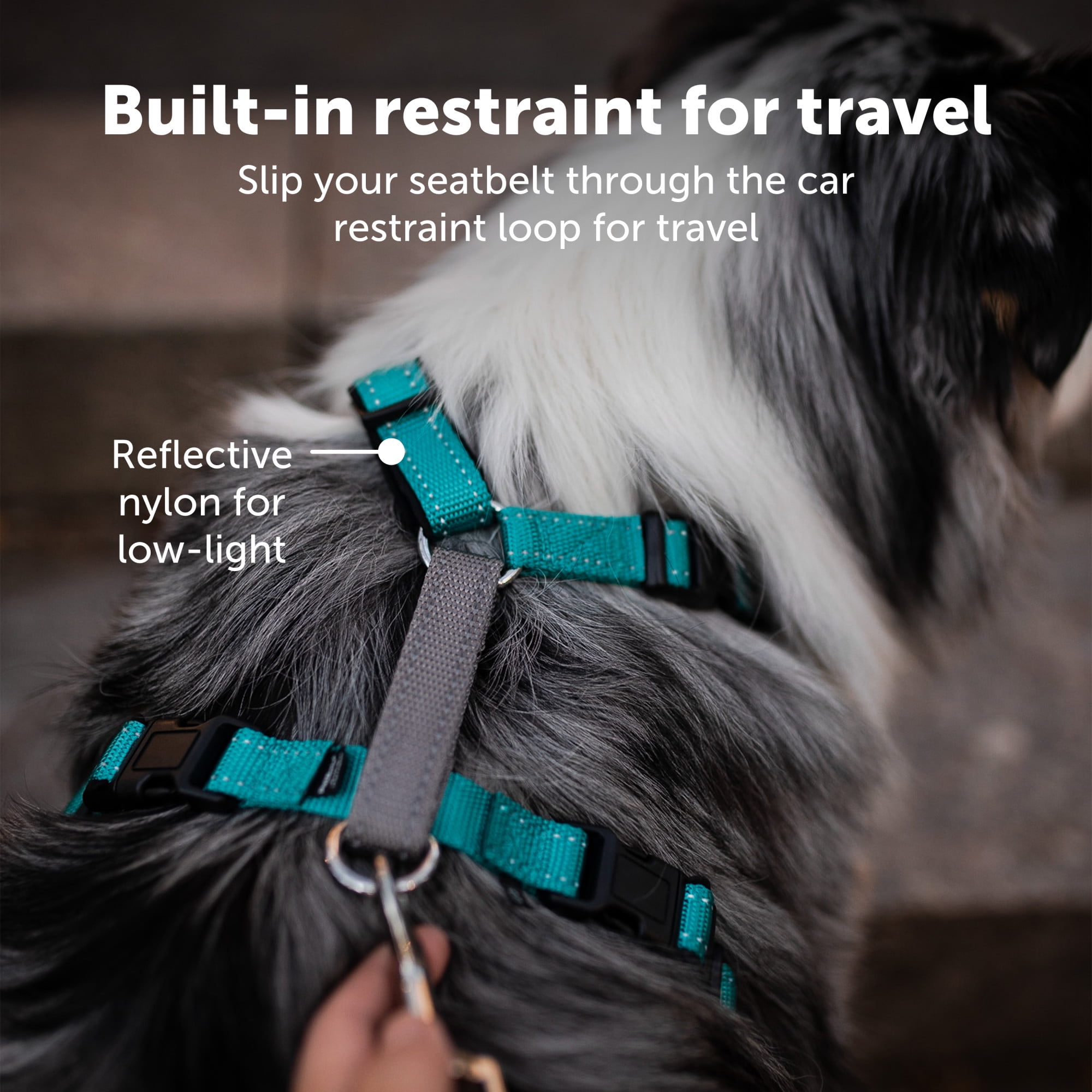 Dog harness with clearance seat belt loop