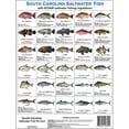 thumbnail image 2 of South Saltwater Fish Identification Card Set of 3 Waterproof Cards Showing 60 Common Fish and 17 in True-to-Life Photographs with SCDNR Rules, 2 of 6