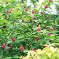 thumbnail image 3 of Proven Winners ColorChoice 5" Red 'Aphrodite' Sweetshrub Live Plant in 4.5" Pot (4 Count), 3 of 7