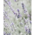 thumbnail image 3 of Straatsma, Leah 12x14 Black Modern Framed Museum Art Print Titled - Bleached Lavender in Field, 3 of 5