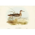 thumbnail image 2 of Gould, John 32x23 Black Ornate Wood Framed with Double Matting Museum Art Print Titled - Bartrams Sandpiper-Actiturus Bartramius, 2 of 4
