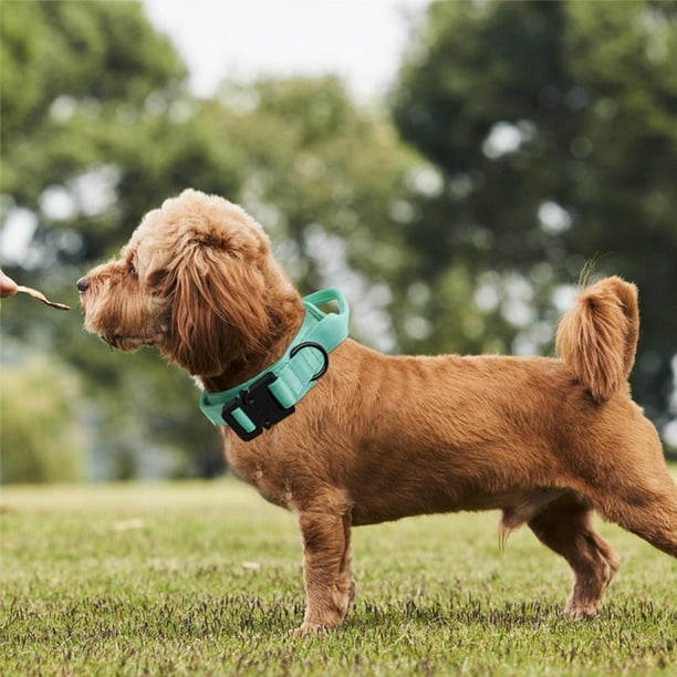 Dog collar outlet with control handle