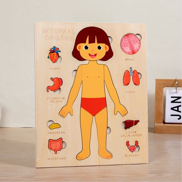 Puntoco Rompecabezas de madera para el cuerpo de niños y niñas, rompecabezas de anatomía, juguete de aprendizaje del cuerpo humano con órganos internos, juguete educativo temprano para niños y niñ