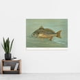thumbnail image 2 of Petrie North American Fishes Lafayette Spot Illustration Extra Large XL Wall Art Poster Print, 2 of 3