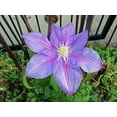 thumbnail image 2 of Barbara Jackman Clematis Vine - Live Plant in a 4 Inch Growers Pot - Clematis 'Barbara Jackman' - Starter Plants Ready for The Garden - Bold and Beautiful Purple Flowering Vine, 2 of 4
