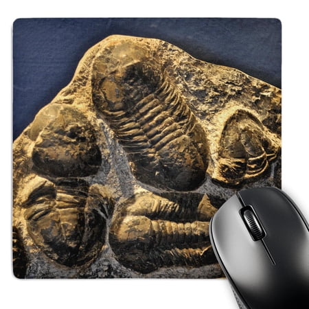 3dRose  Phacopidae trilobites from the devonic in Morrocco  MousePad price history on PriceWatchPro