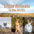 thumbnail image 1 of Little Animals in the Arctic (English) (Nunavummi), 1 of 1