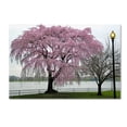 thumbnail image 2 of Trademark Fine Art "Cherry Tree" Canvas Art by CATeyes, 2 of 4