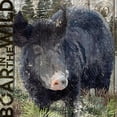 thumbnail image 2 of Art Licensing Studio 20x20 Black Ornate Wood Framed with Double Matting Museum Art Print Titled - Boar in the Wild, 2 of 4