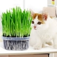 thumbnail image 1 of GSDWIUEW Cat Grass Mix for Planting Annual, 1 of 8