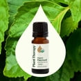 thumbnail image 3 of Plant Therapy Organic Patchouli Essential Oil 10 mL (1/3 oz) 100% Pure, Undiluted, Therapeutic Grade, 3 of 8
