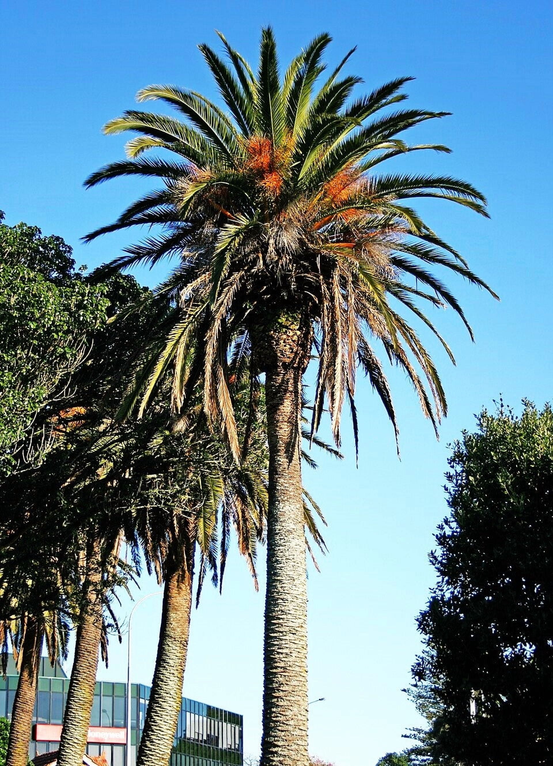 TomorrowSeeds Canary Island Date Palm Tree Seeds - Thumbnail 3