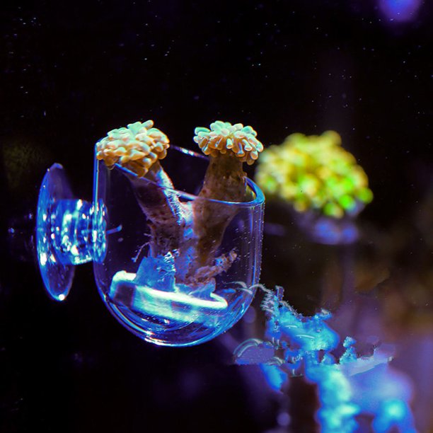 ADDHAT 2Ud Alimentadores Para Peces Transparentes De Acrílico Para Acuario Con Firme Y