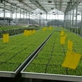 thumbnail image 6 of Walbest 5 Pcs Insect Trap Large Area Hanging Sticky Glue Boards Fly Pest Bug Catcher Plate, 6 of 6