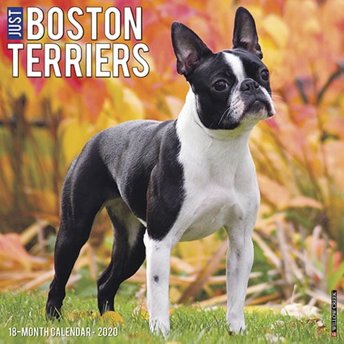 Willow Creek Press 2020 Just Boston Terriers Wall Calendar