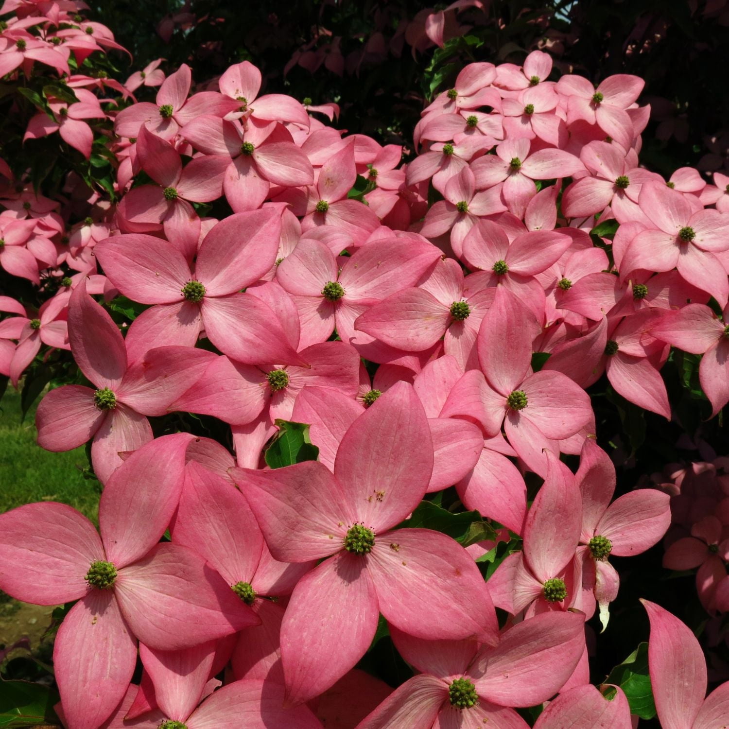 Expert Gardener 4-5' Dogwood Scarlet Fire™ in 1 gal. Grower Pot