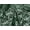 Bottle Green, variant on Minerva Heavy Guipure Lace Fabric Purple - per yard