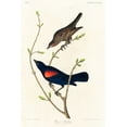 thumbnail image 2 of Audubon, John James 11x14 White Modern Wood Framed Museum Art Print Titled - Prairie Starling, 2 of 4
