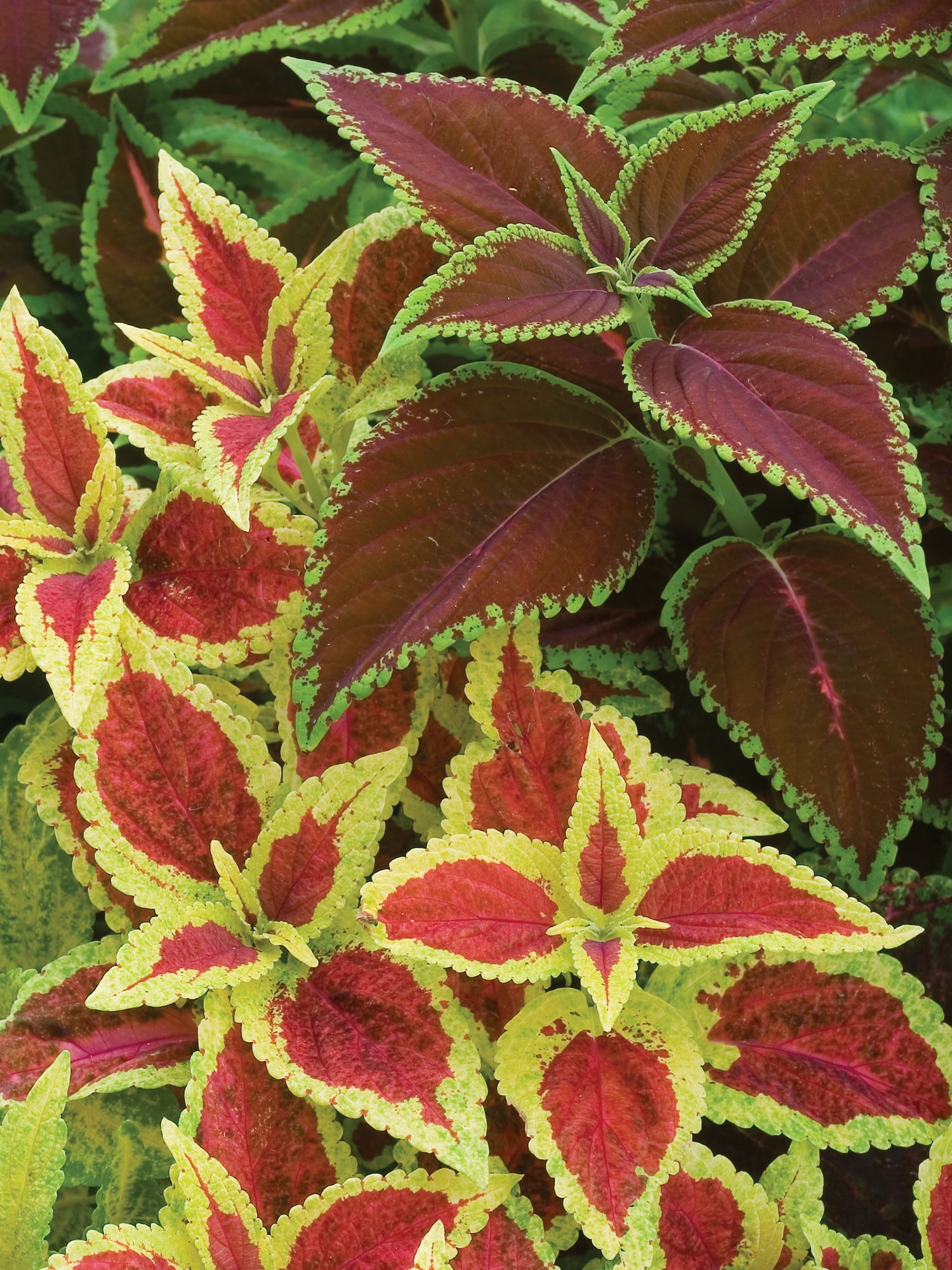 Burpee Rainbow Mixed Colors Coleus