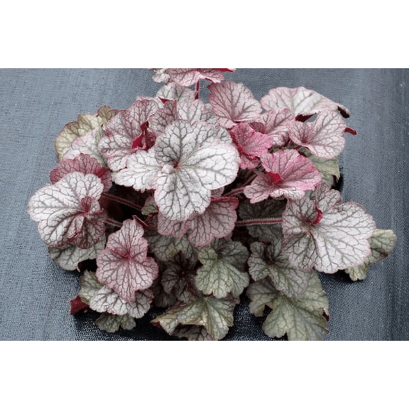 3 Northern Exposure Silver Heuchera in 3 inch Size Plugs/Coral Bells---Plugs removed from tray, and stretch wrapped for transit