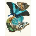 thumbnail image 3 of Emile-Allain Séguy 18x24 Black Modern Framed Museum Art Print Titled - Butterflies, Pl. 13 (1925), 3 of 5