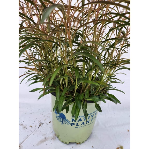 Lance-leaved Loosestrife