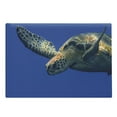 thumbnail image 1 of Turtle Cutting Board, Close up Photo of Green Turtle at Sipadan Borneo Malaysia Animal Under the Sea, Decorative Tempered Glass Cutting and Serving Board, Large Size, Blue Yellow, by Ambesonne, 1 of 1
