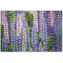Trademark Fine Art Cora Niele Blue Pink Lupine Field Canvas Wall Art - 12x19