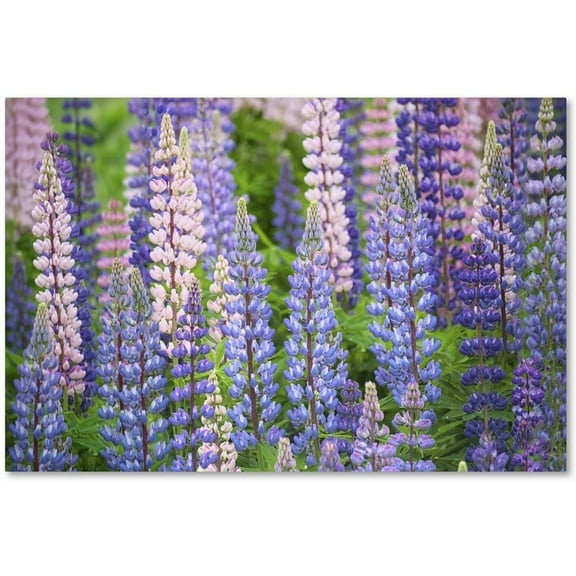 Trademark Fine Art Cora Niele Blue Pink Lupine Field Canvas Wall Art - 12x19