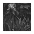 thumbnail image 1 of Iris of Neoclassicism - Canvas, 1 of 10