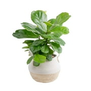 Costa Farms Live Indoor 22in. Tall Green Fiddle Leaf Fig; Bright, Indirect Sunlight Plant in 10in. Seagrass Planter
