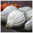 thumbnail image 5 of Everwilde Farms - 20 Blue Hubbard Winter Squash Seeds - Gold Vault Seed Packet, 5 of 5