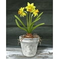 thumbnail image 2 of Wilson, Kelsey 12x14 Black Ornate Wood Framed with Double Matting Museum Art Print Titled - Farmhouse Garden I-Daffodils, 2 of 4
