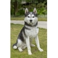 thumbnail image 1 of Husky siberiano grande blanco y negro de Sculpture Hi-Line Gift Ltd., 1 of 8