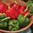 thumbnail image 5 of Burpee Organic California Wonder Sweet Pepper Vegetable Seed, 1-Pack, 5 of 5