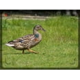 thumbnail image 4 of Canon EOS 5D Mark III Manual Focus High Power 1000mm Lens, 4 of 7