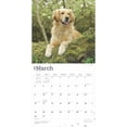 thumbnail image 3 of Golden Retrievers 2025 12 X 24 Inch Monthly Square Wall Calendar Foil Stamped Cover Plastic-Free (Wall), 3 of 9