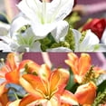 thumbnail image 3 of Ramo de Lirios Artificiales Flores de Tacto Real de Simulación para Decoración de Oficina Boda Fiesta Hogar y Cocina ANGGREK  Otros, 3 of 8