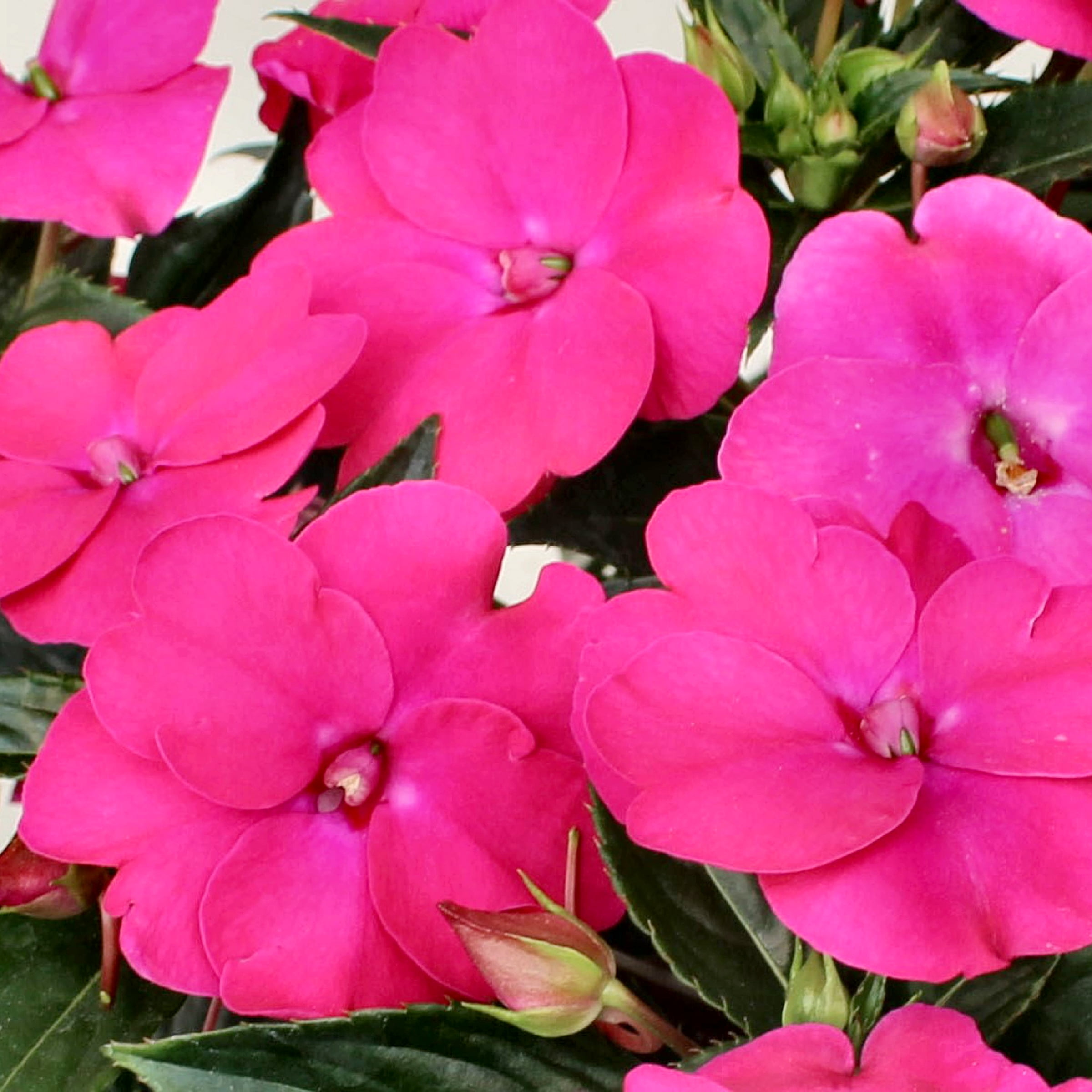 2.5 in. Impatiens Vigorous Rose Pink SunPatiens (3-Pack)