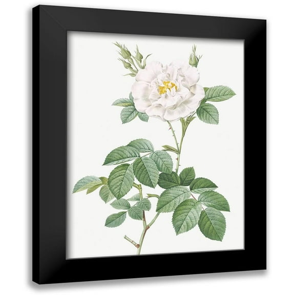 Redoute, Pierre Joseph 12x14 Black Modern Framed Museum Art Print Titled - Rosa Alba Flore Pleno, Ordinary White Rose