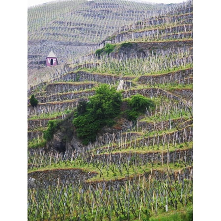 Vineyards in the Cote Rotie District, Ampuis, Rhone, France Print Wall Art By Per