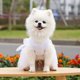 thumbnail image 5 of Traje de boda para mascota, lazo clásico, vestido de princesa romántico y camisa formal, pajarita, esmoquin para pareja de perros, 5 of 5