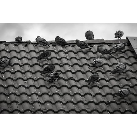 - Framed Art For Your Wall Sky Clouds Home Birds Tile Pigeons Roof Gable 10x13 Frame