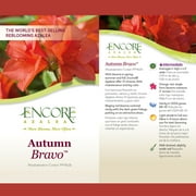 Encore Azalea Autumn Bravo Shrub 1 Gallon