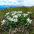 thumbnail image 4 of Leontopodium alpinum, Alpine, Edelweiss - Pot Size: 3in (2.6x3.5in) - Flowers, 4 of 5
