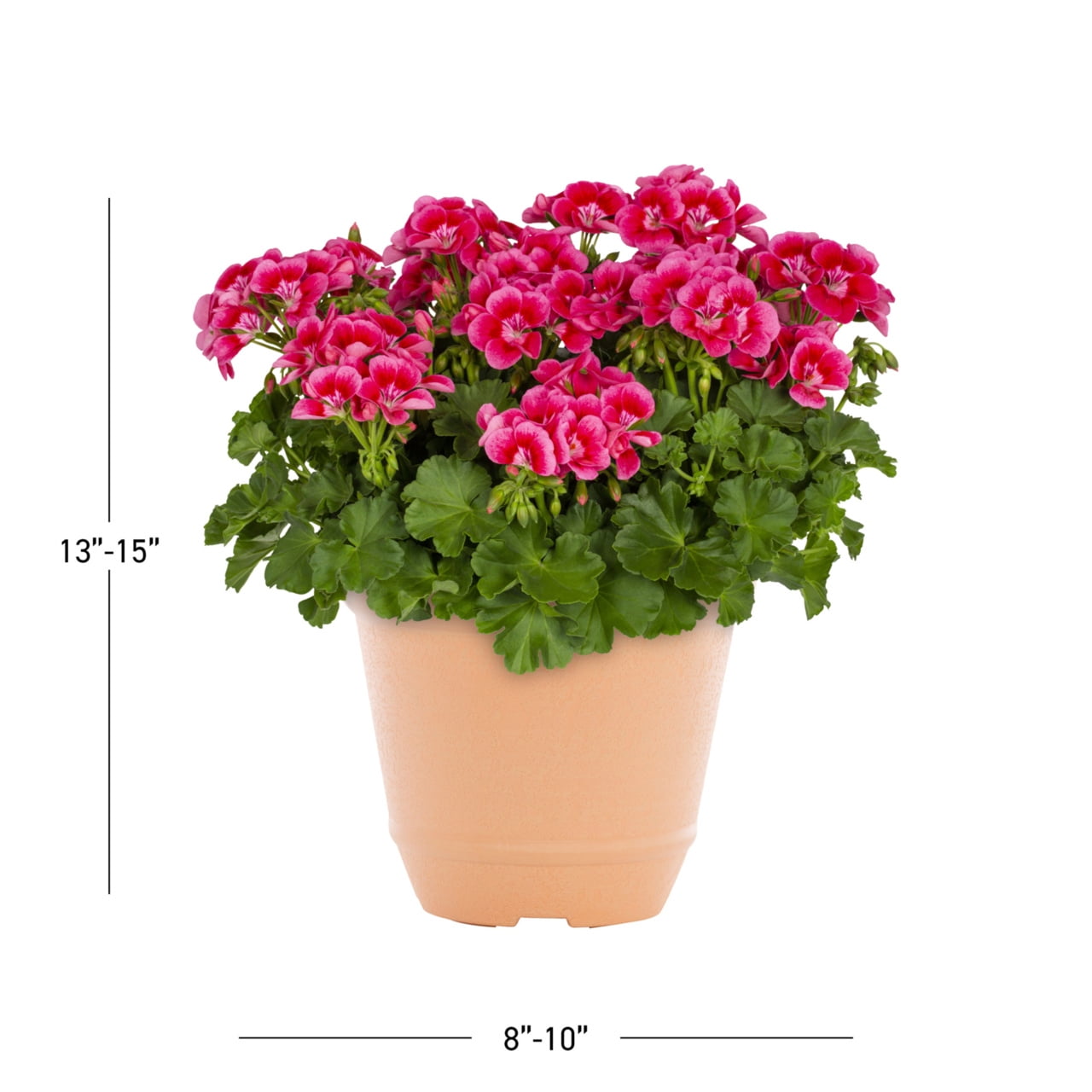 Better Homes & Gardens 3QT Pink Geranium Live Annual Plant Decorative Pot Sun 2-Pack