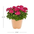 thumbnail image 4 of Better Homes & Gardens 3QT Pink Geranium Live Annual Plant Decorative Pot Sun 2-Pack, 4 of 6