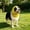Yellow, variant on Dog Ear Muffs Noise Protection, Dog No Shake Ear Muffs Noise Protection Firework Thunder Vacuum, Thickened Soft Elastic Neck Head Cover Noise Cancelling, Adjustable for Grooming Bathing & Swimming
