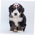thumbnail image 4 of HEALEEP 12Ud Clips Para De Perro Con Gafas Colores Surtidos Adorable, 4 of 7