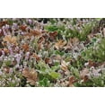 thumbnail image 2 of Terrill, Steve 14x11 White Modern Wood Framed Museum Art Print Titled - OR, Portland Frost on heather shrub in garden, 2 of 4